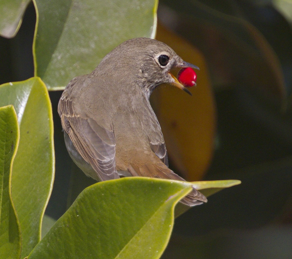 Hermit Thrush - ML77609341