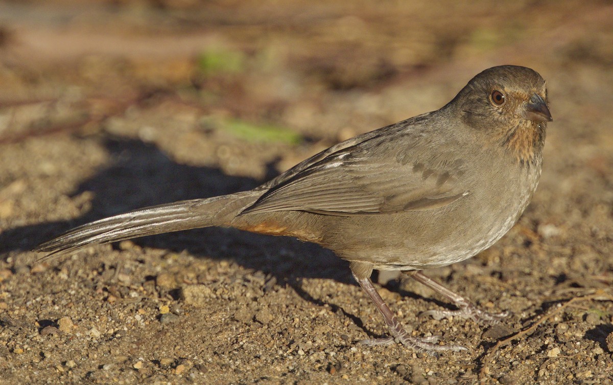 California Towhee - ML77609671