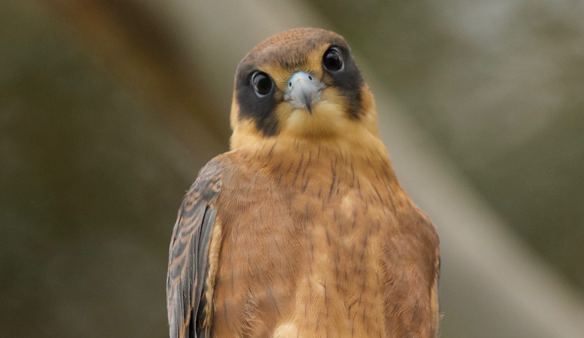 Australian Hobby - David  Tytherleigh