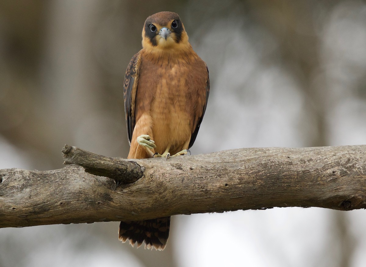 Australian Hobby - ML77609971