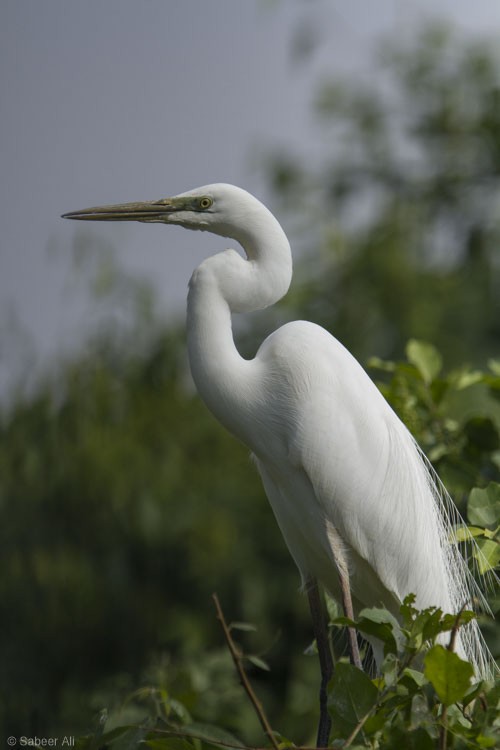 Great Egret - sabeer ali