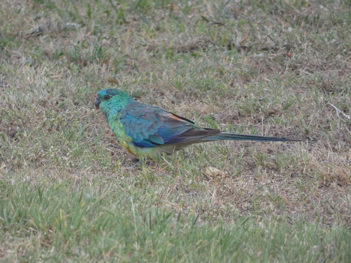 Red-rumped Parrot - Nick Lambert