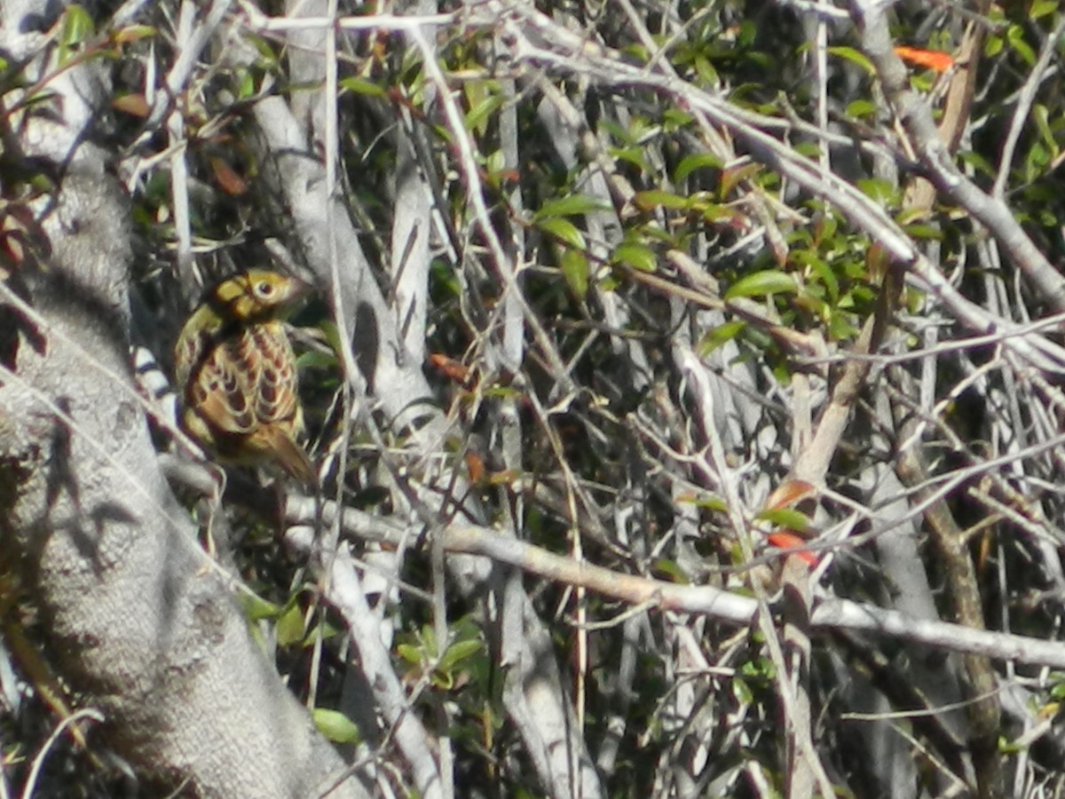Henslow's Sparrow - ML77613551
