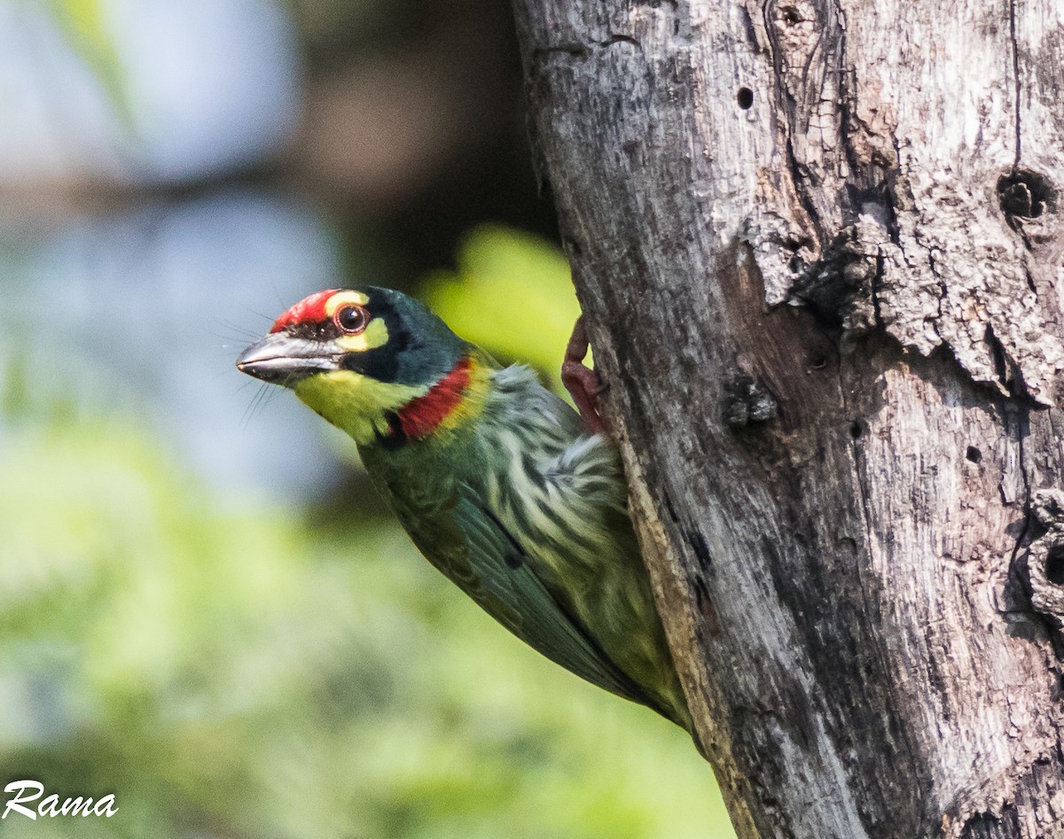 Coppersmith Barbet - ML77613561