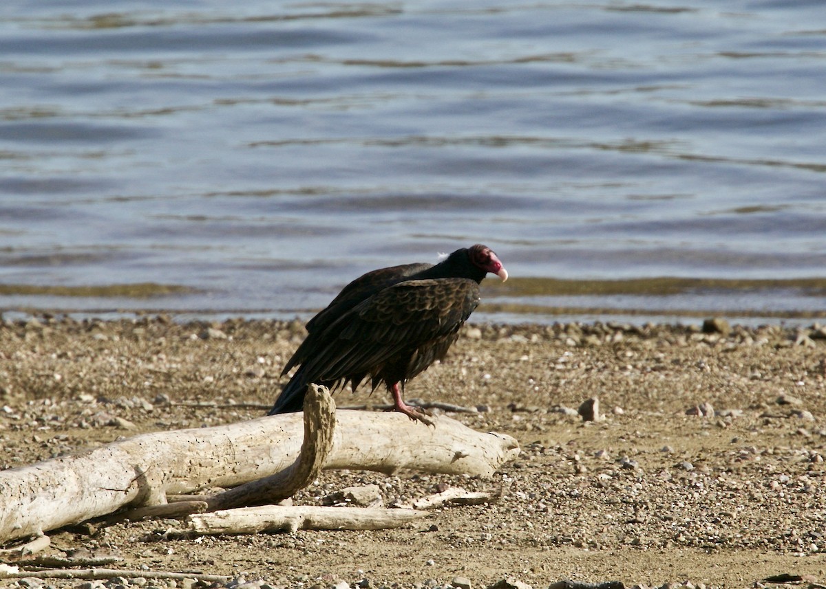 Turkey Vulture - ML77613991