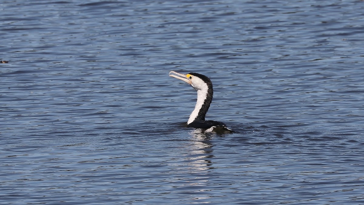 Pied Cormorant - ML77614251