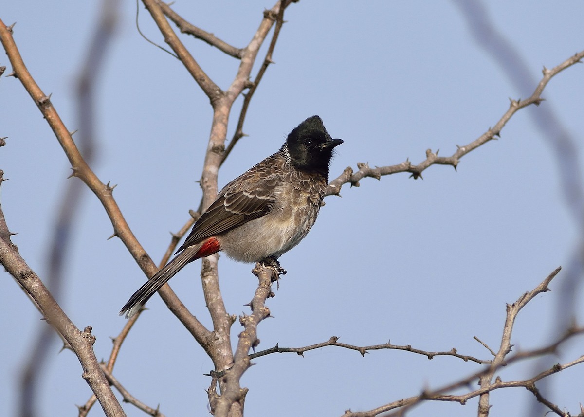 Red-vented Bulbul - ML77615641