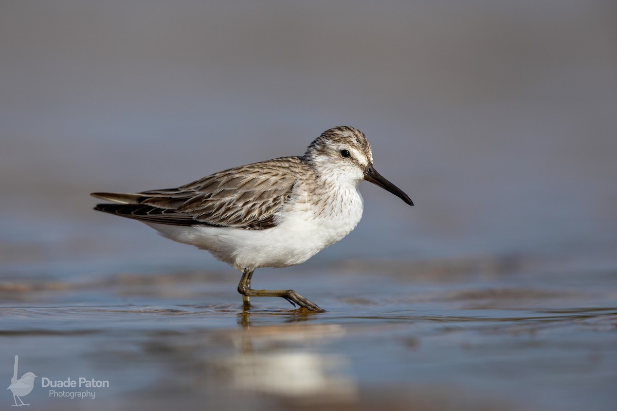 Broad-billed Sandpiper - Duade Paton