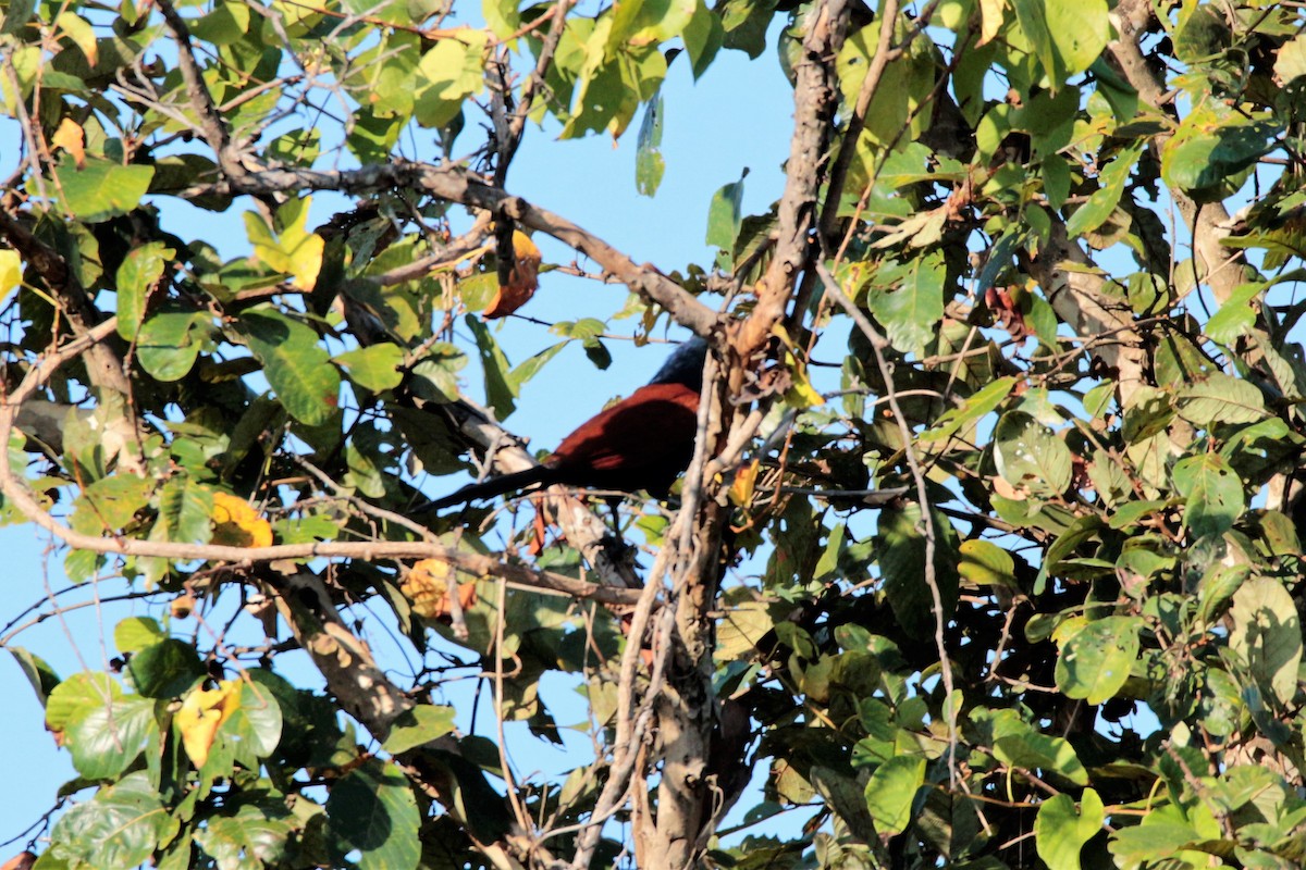 Greater Coucal - ML77616151