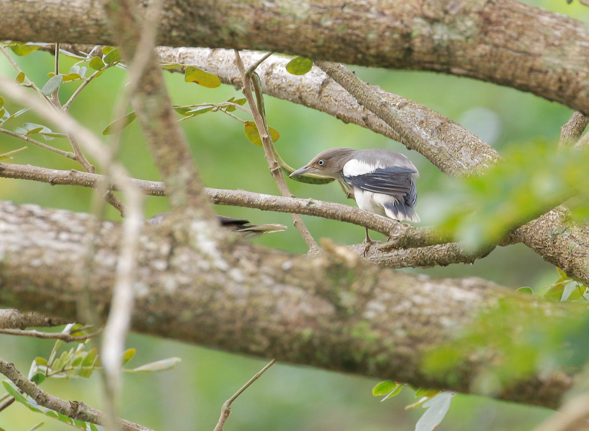 White-shouldered Starling - ML77616531