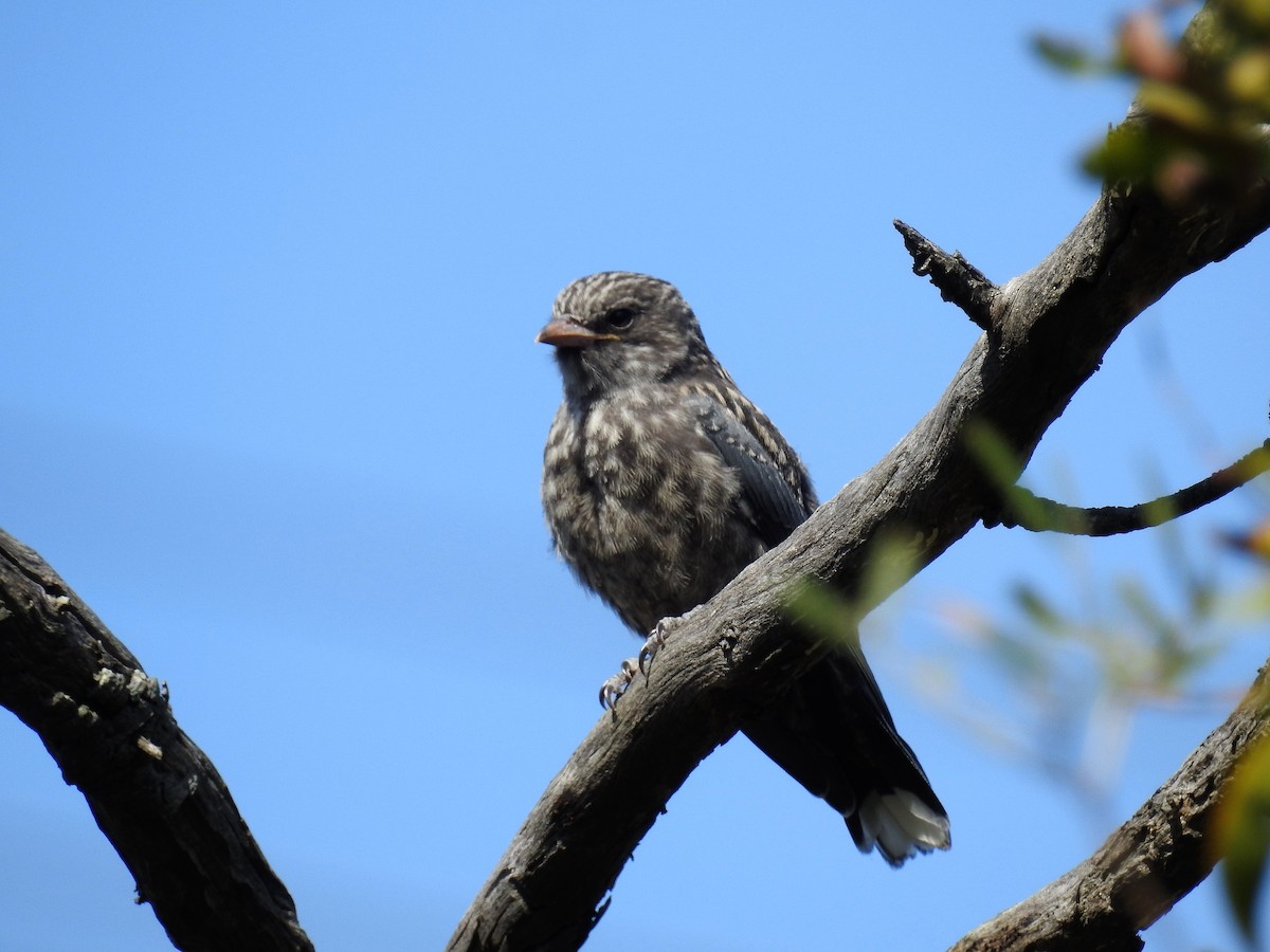 Dusky Woodswallow - Ken Crawley