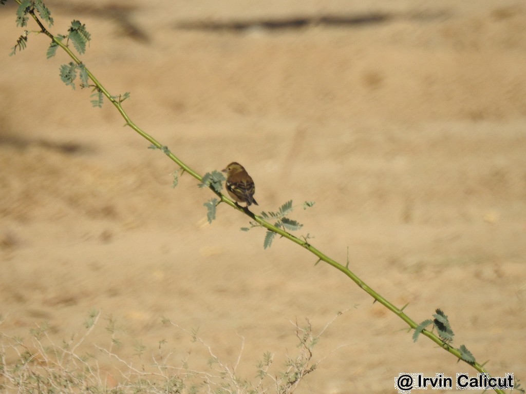 Common Chaffinch - ML77617941