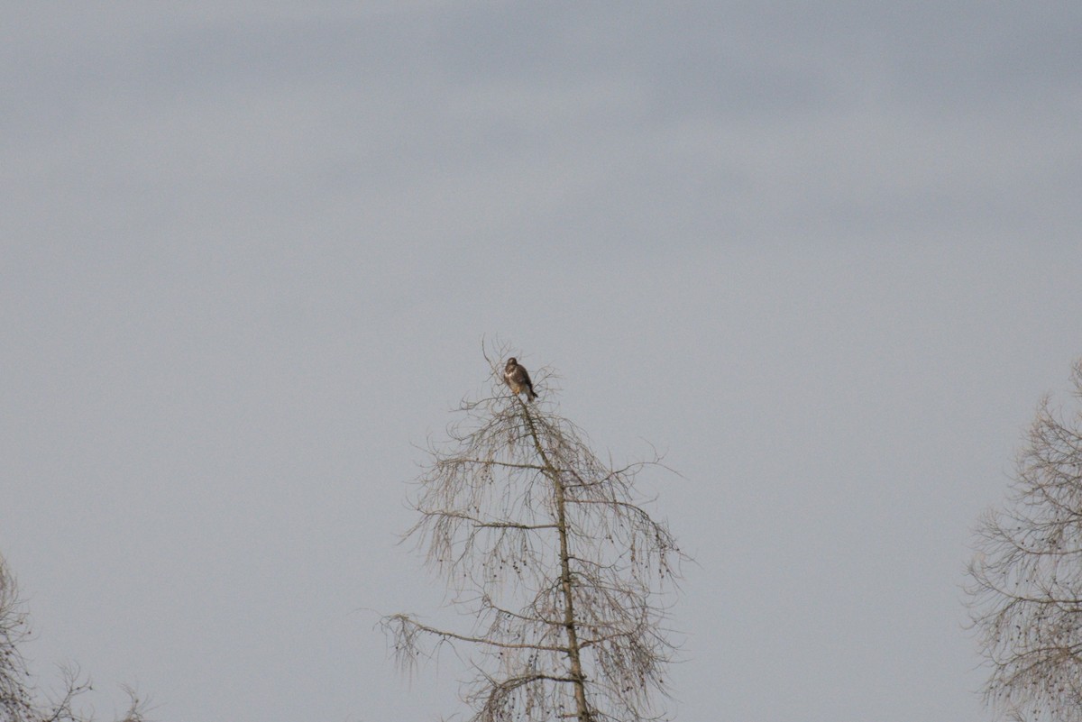 Common Buzzard - Roman Pícha