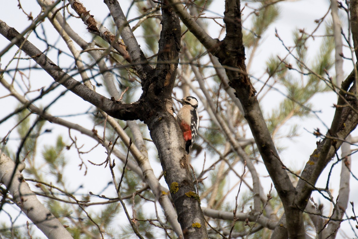 Great Spotted Woodpecker - ML77618271