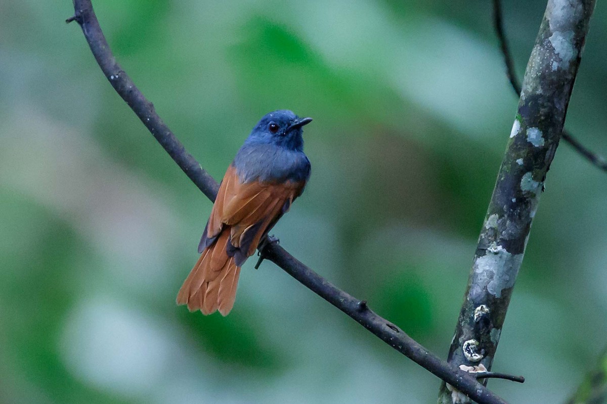 Rufous-winged Philentoma - Saravanan Krishnamurthy