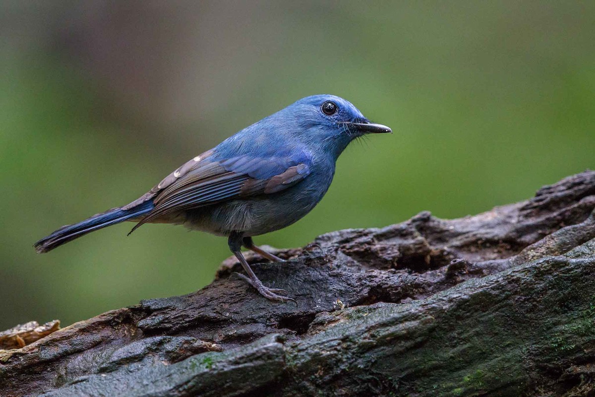 Einfarb-Blauschnäpper - ML77619111