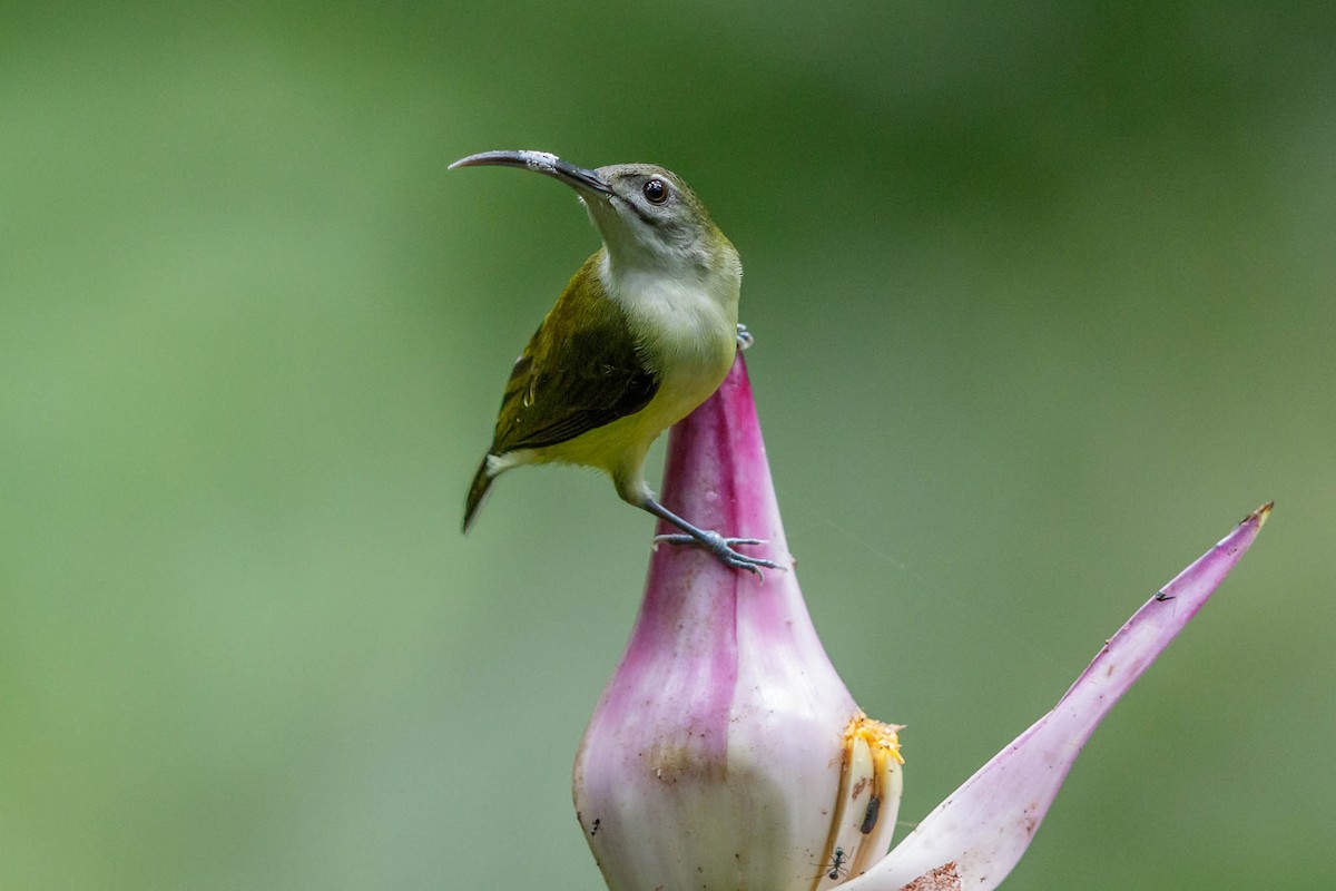 Little Spiderhunter - ML77619131