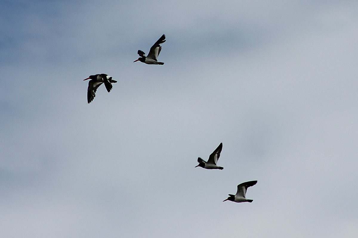 American Oystercatcher - Robert Keereweer