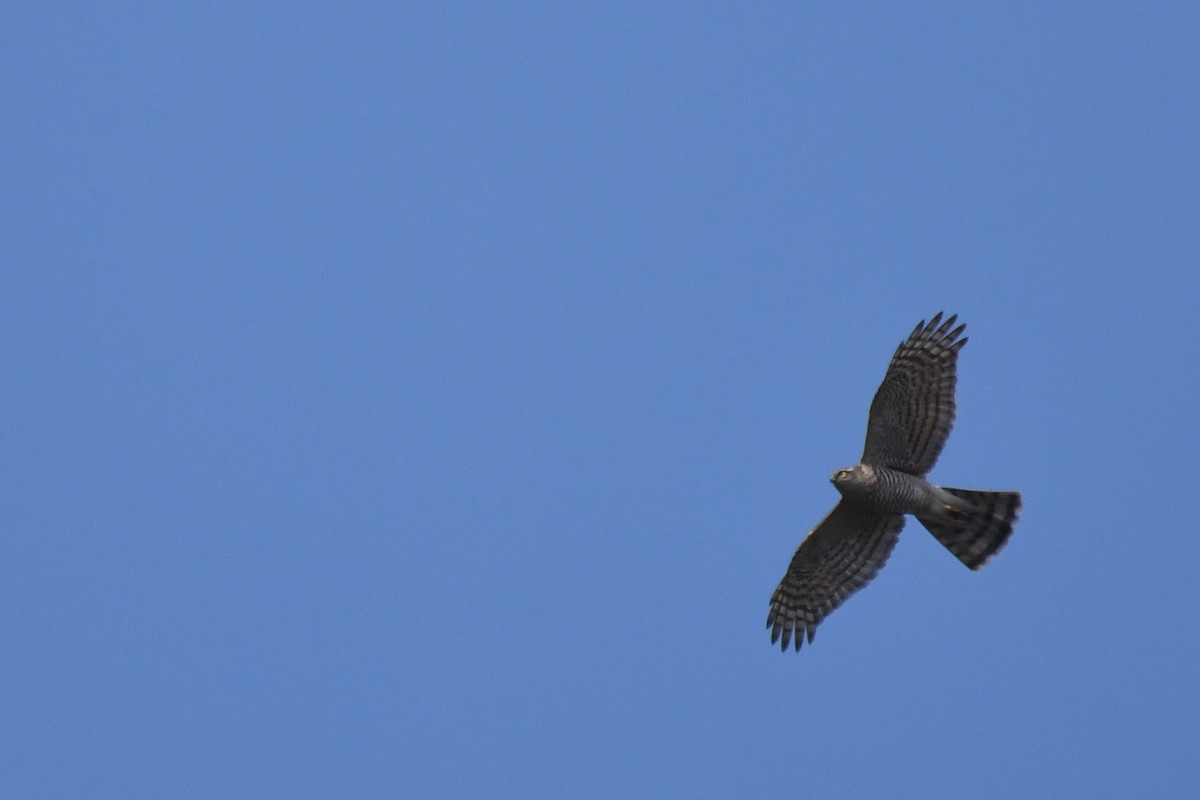 hawk sp. - ML77622161