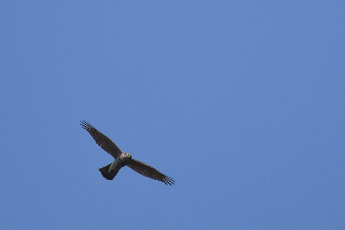 hawk sp. - ML77622181