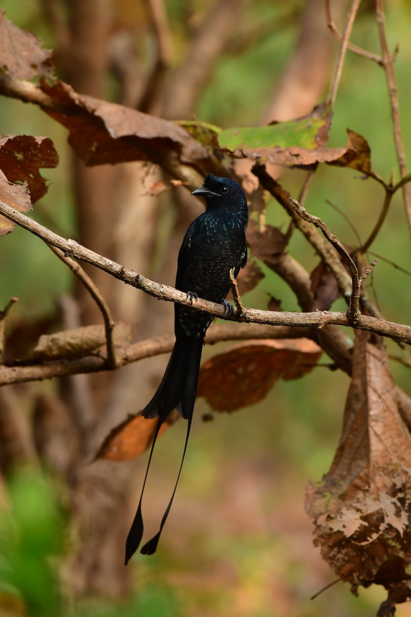 Greater Racket-tailed Drongo - Anirudh Kamakeri