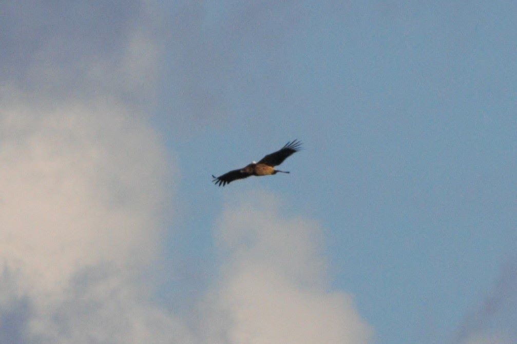 Imperial Eagle - Stylianos Zannetos