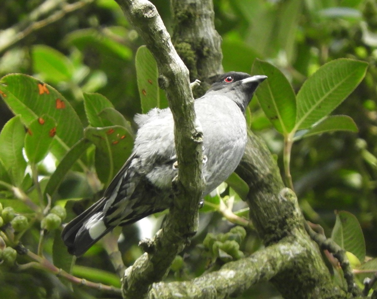 Cotinga à huppe rouge - ML77625301