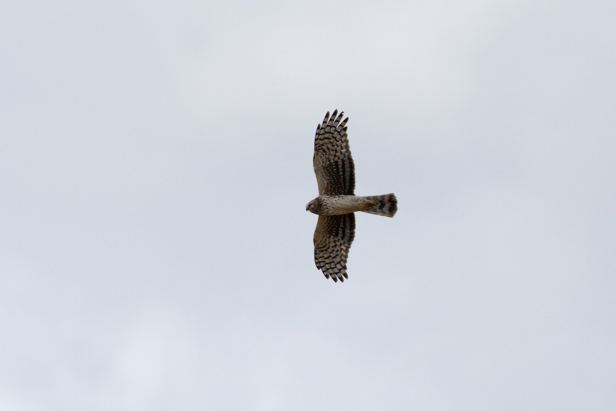 Hen Harrier - ML77626001