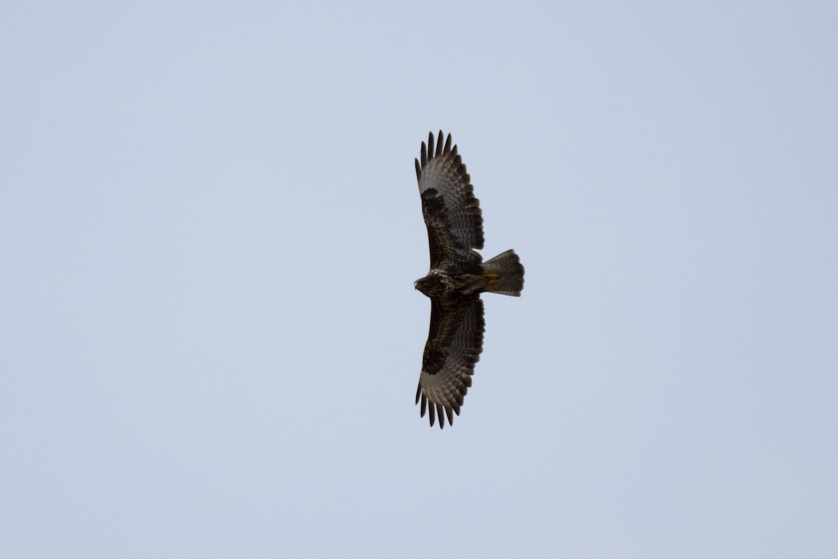 Common Buzzard - ML77626011