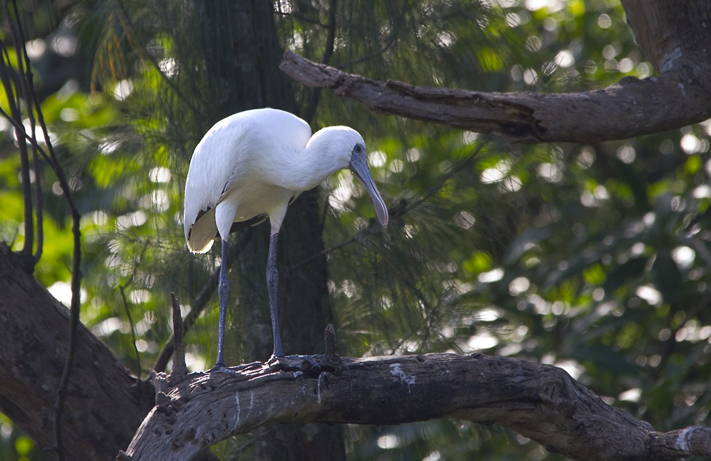 African Spoonbill - ML77627061