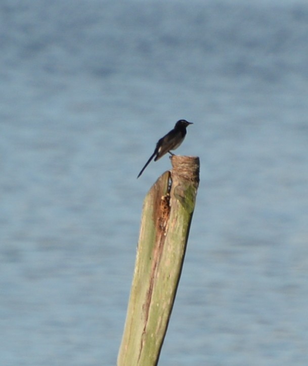 Willie-wagtail - ML77628691