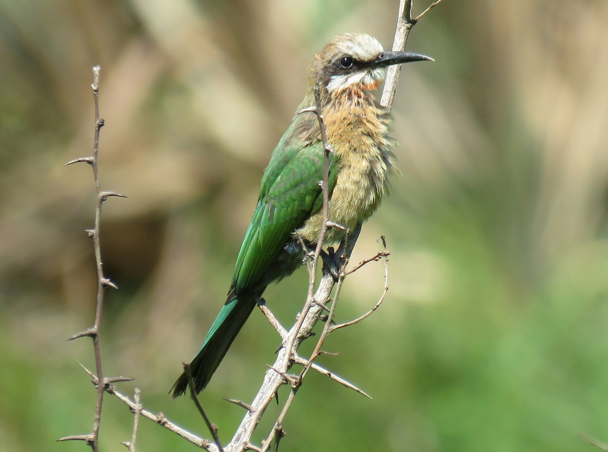 White-fronted Bee-eater - ML77629751