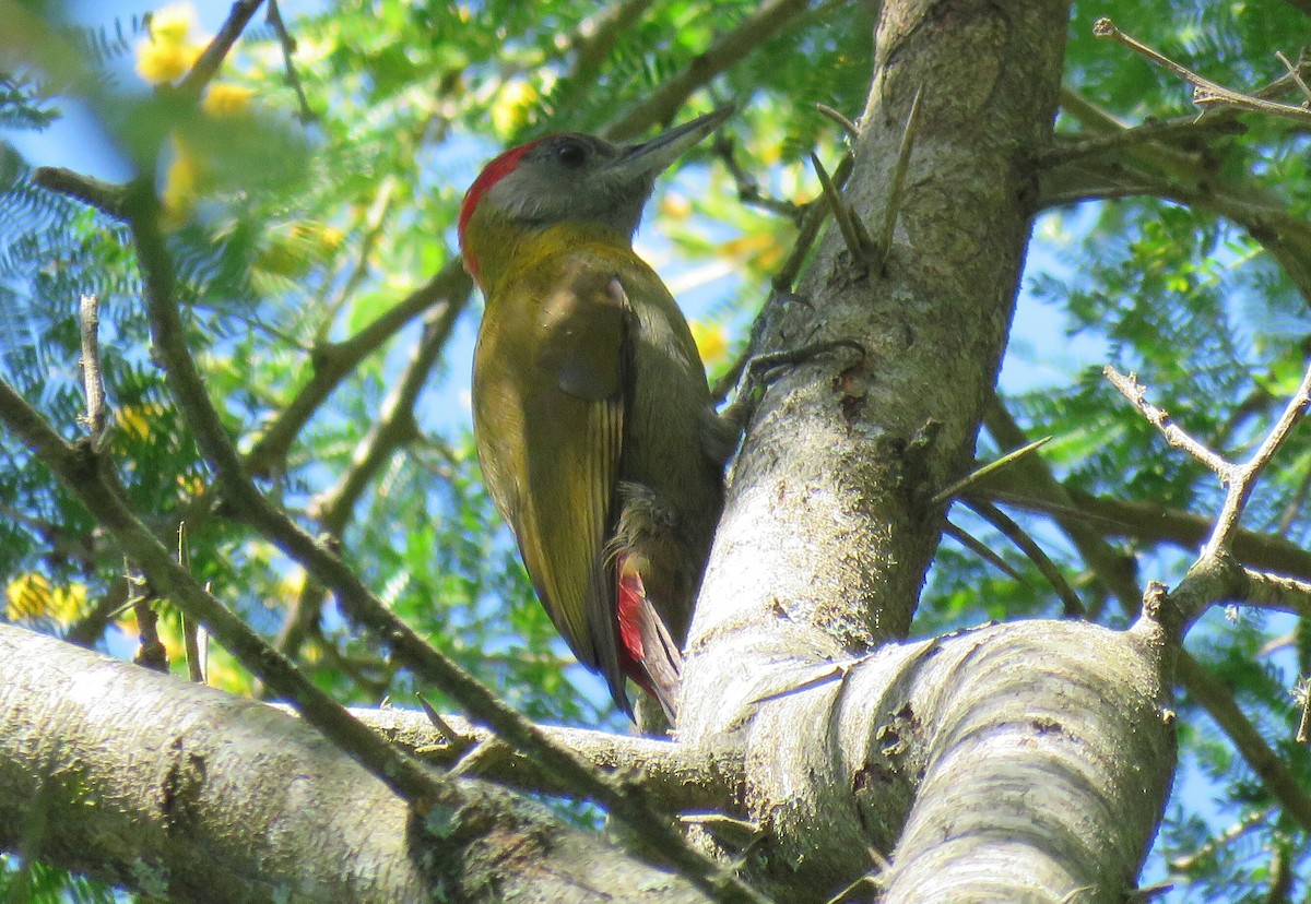 Olive Woodpecker (Southern) - ML77629771