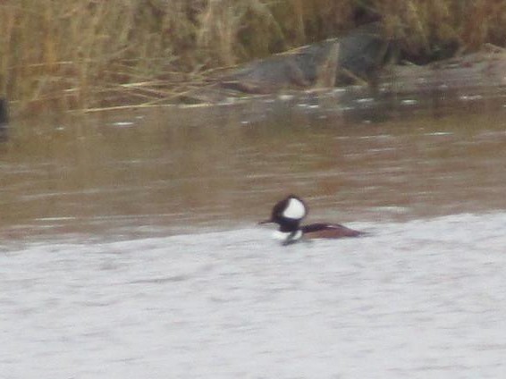 Hooded Merganser - ML77630301