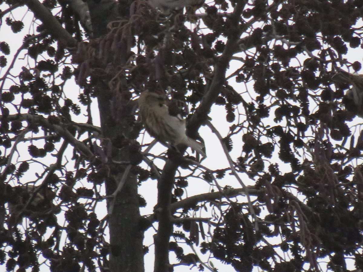 Redpoll (Common) - ML77631971