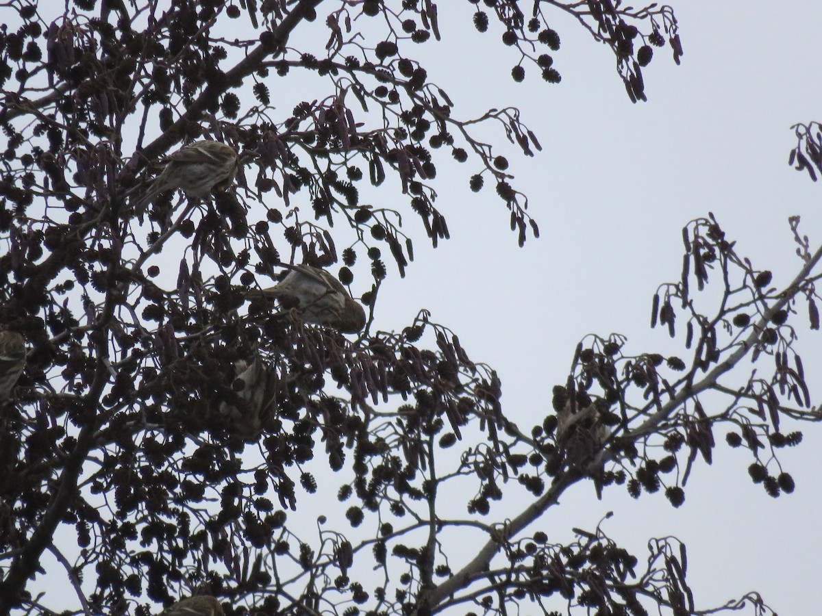Redpoll (Common) - ML77631981