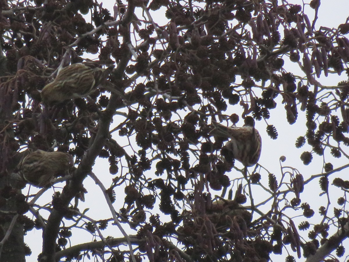 Redpoll (Common) - ML77632041