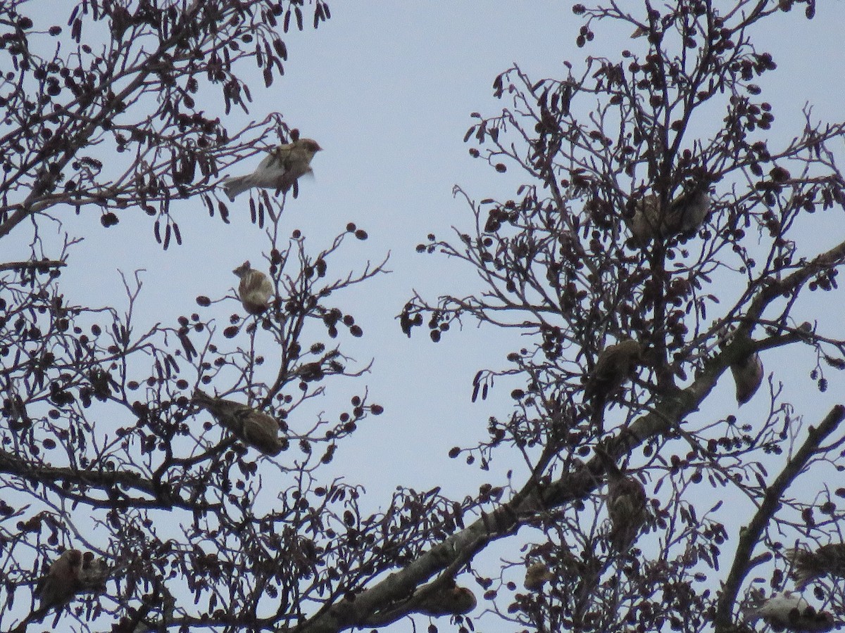 Redpoll (Common) - ML77632051