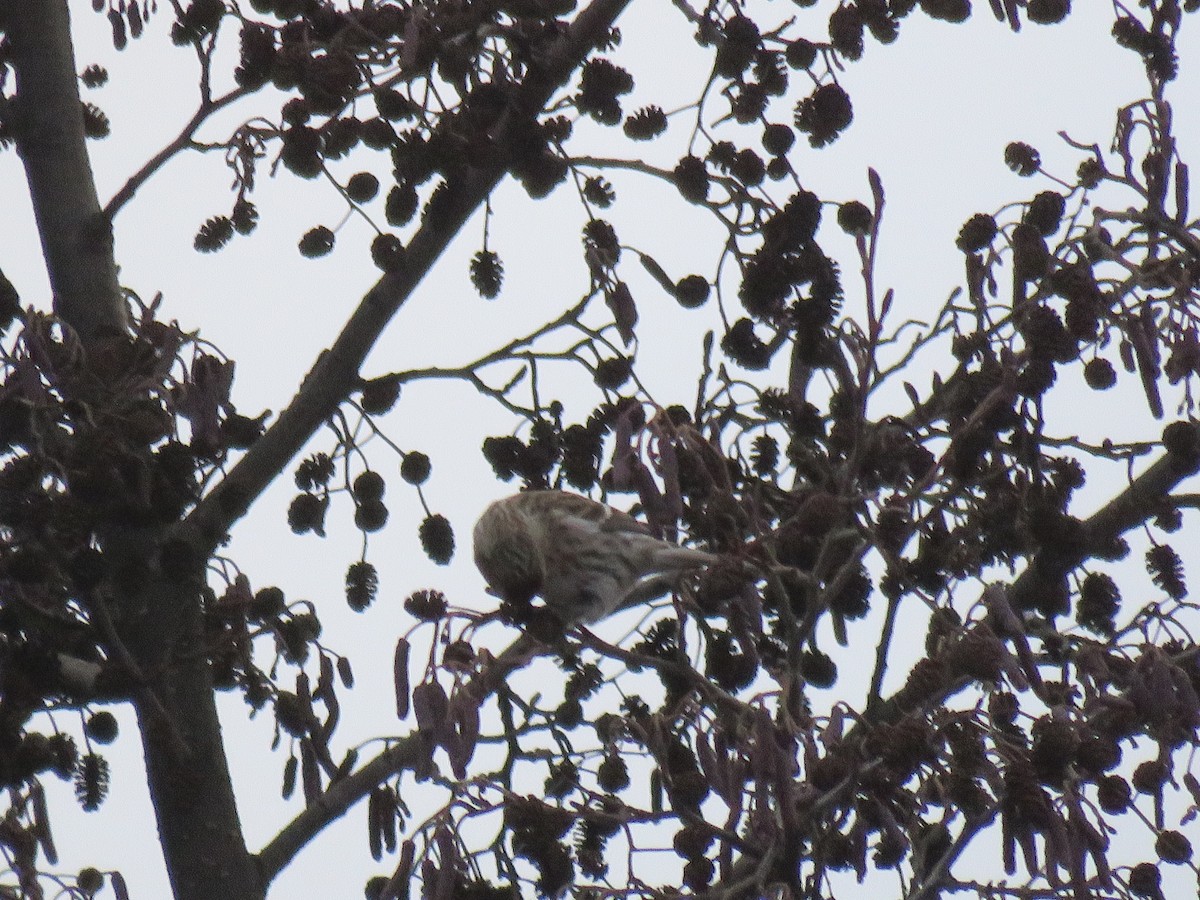 Redpoll (Common) - ML77632061