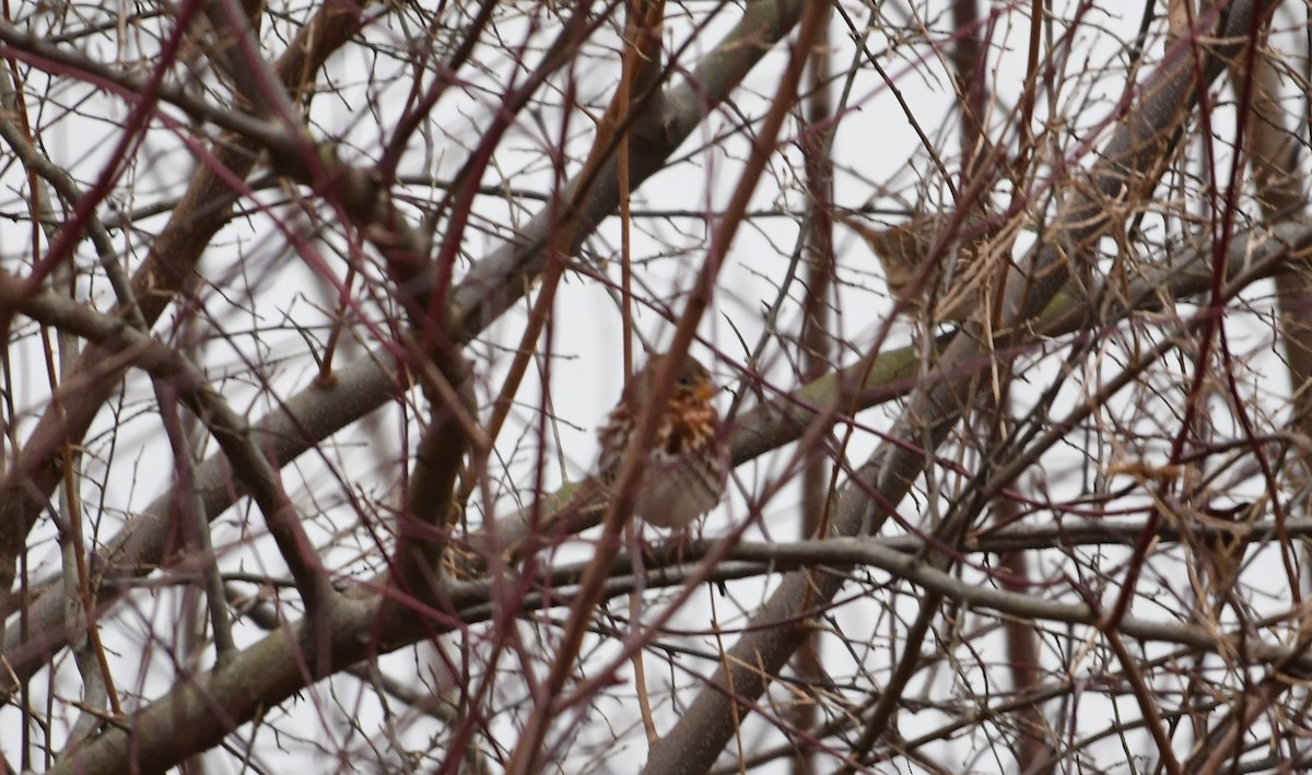 Fox Sparrow - ML77632541