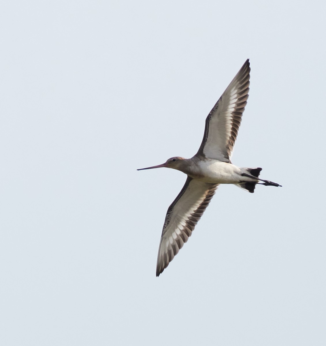 Black-tailed Godwit - ML77633361