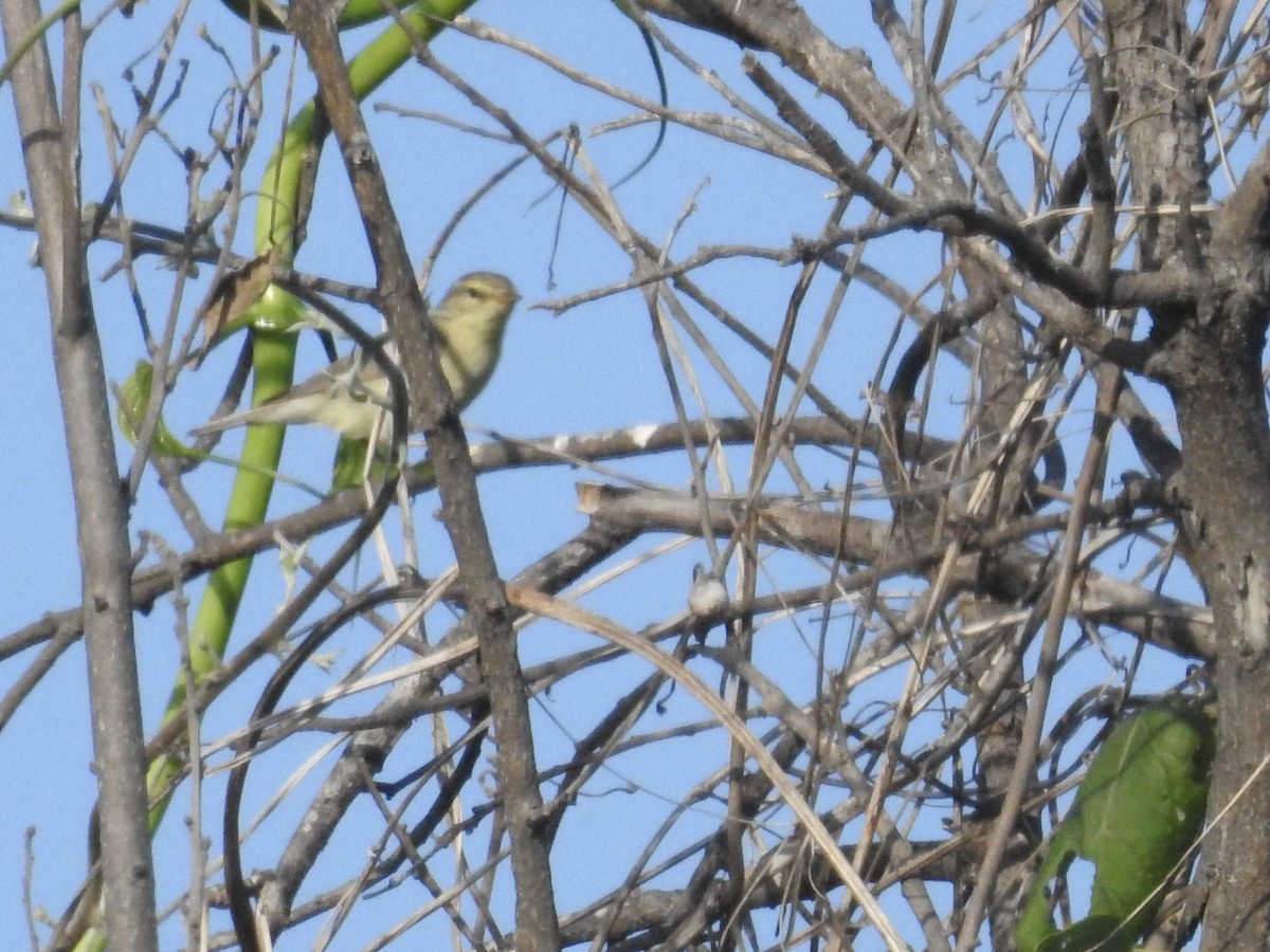 Willow Warbler - ML77634061