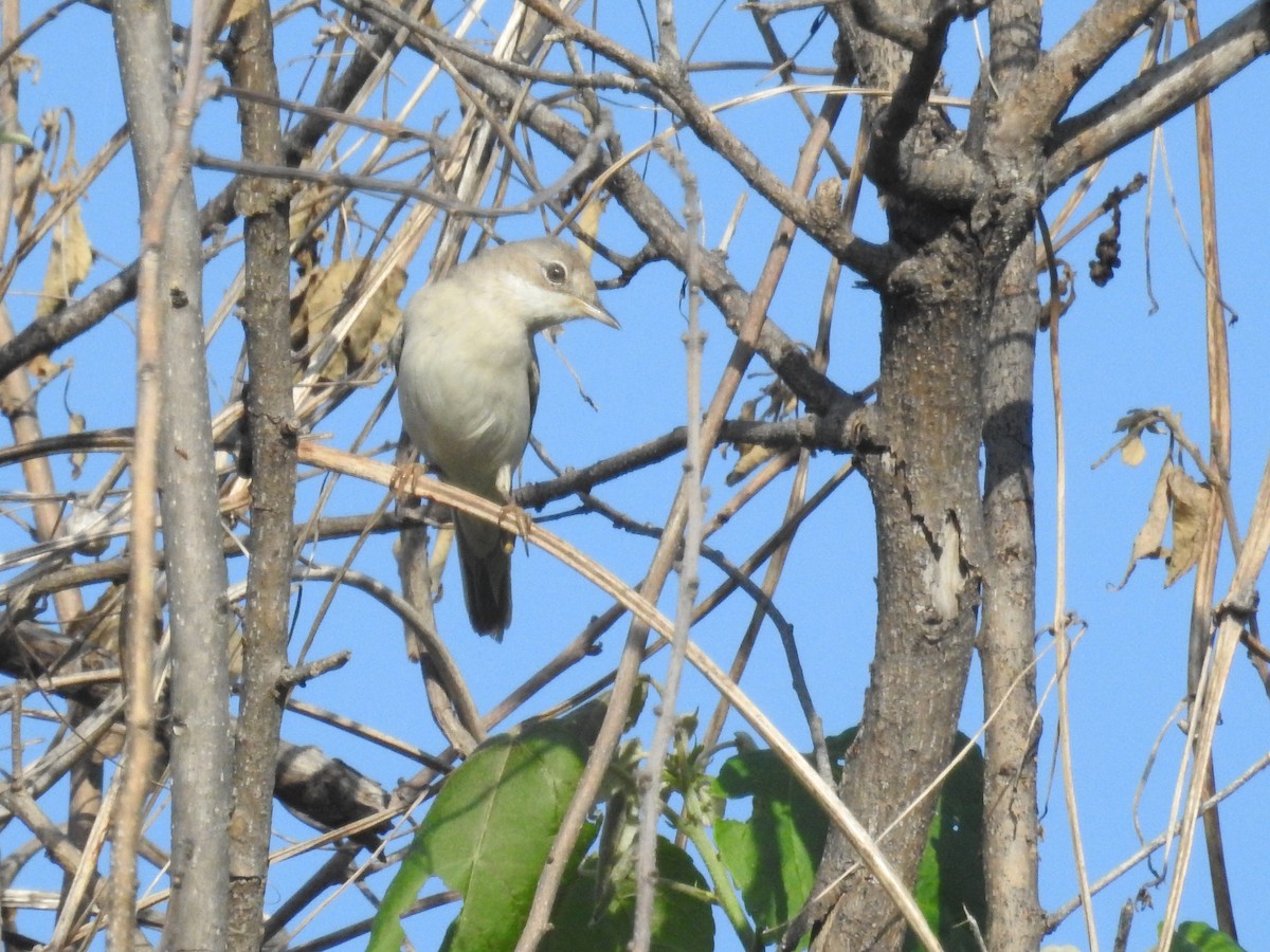 Greater Whitethroat - ML77634151