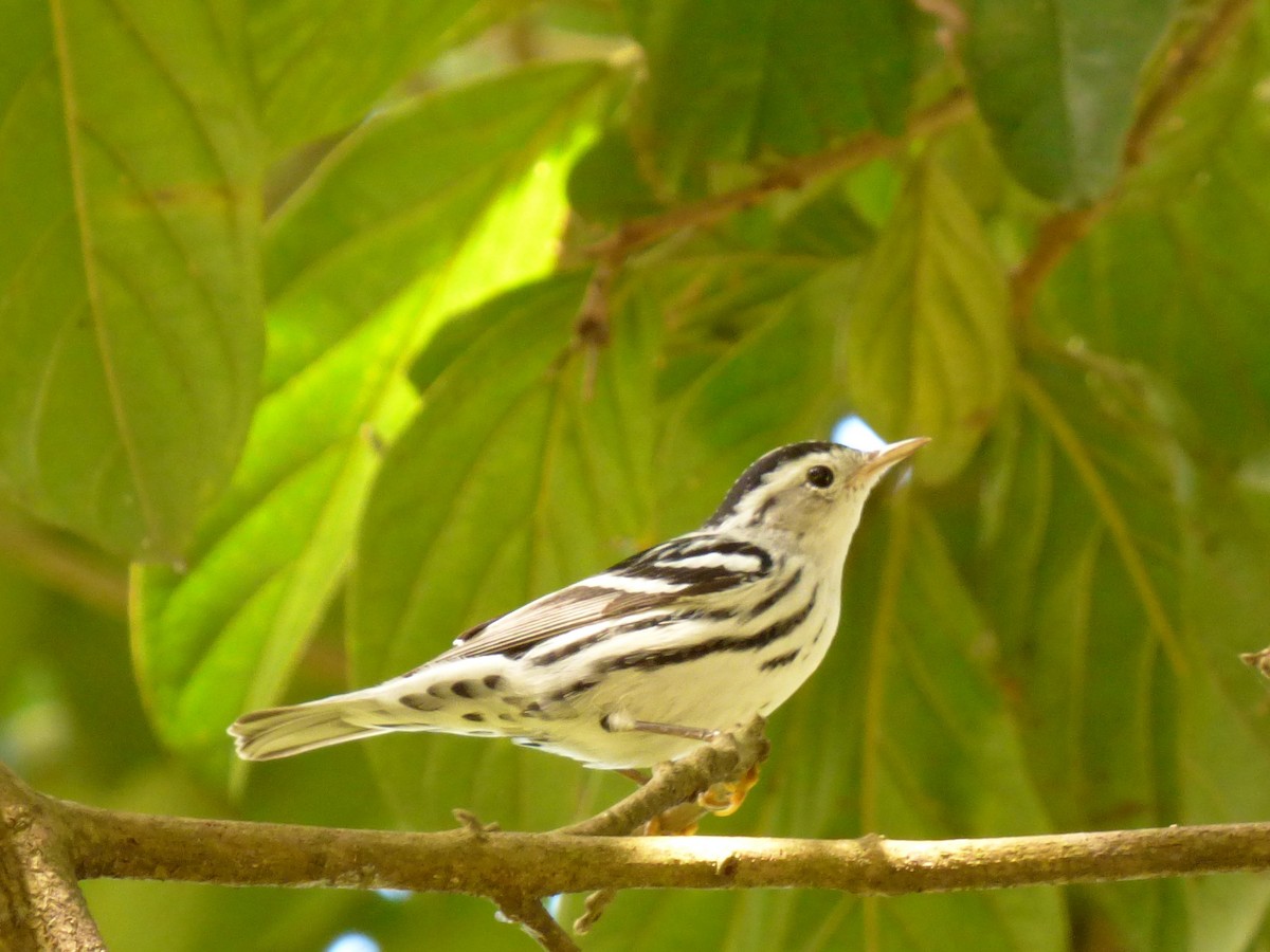 Black-and-white Warbler - Roselvy Juárez