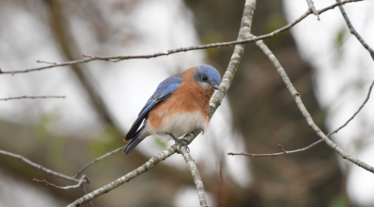 Eastern Bluebird - ML77634791