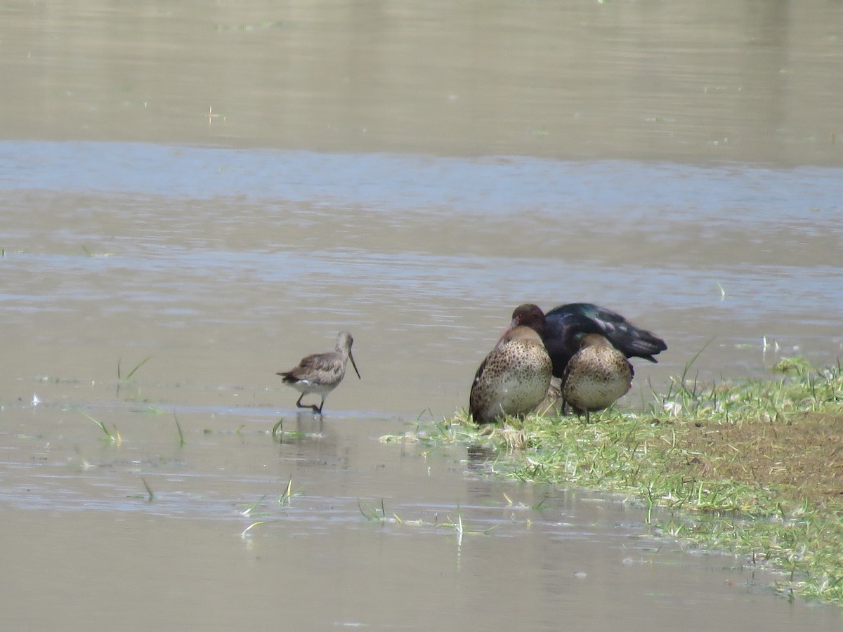 Hudsonian Godwit - ML77634931