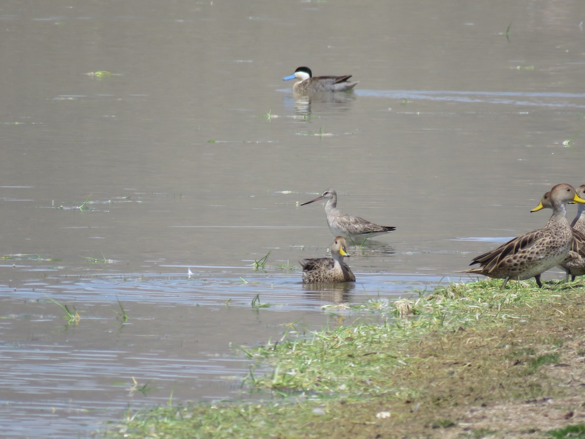 Hudsonian Godwit - ML77634961