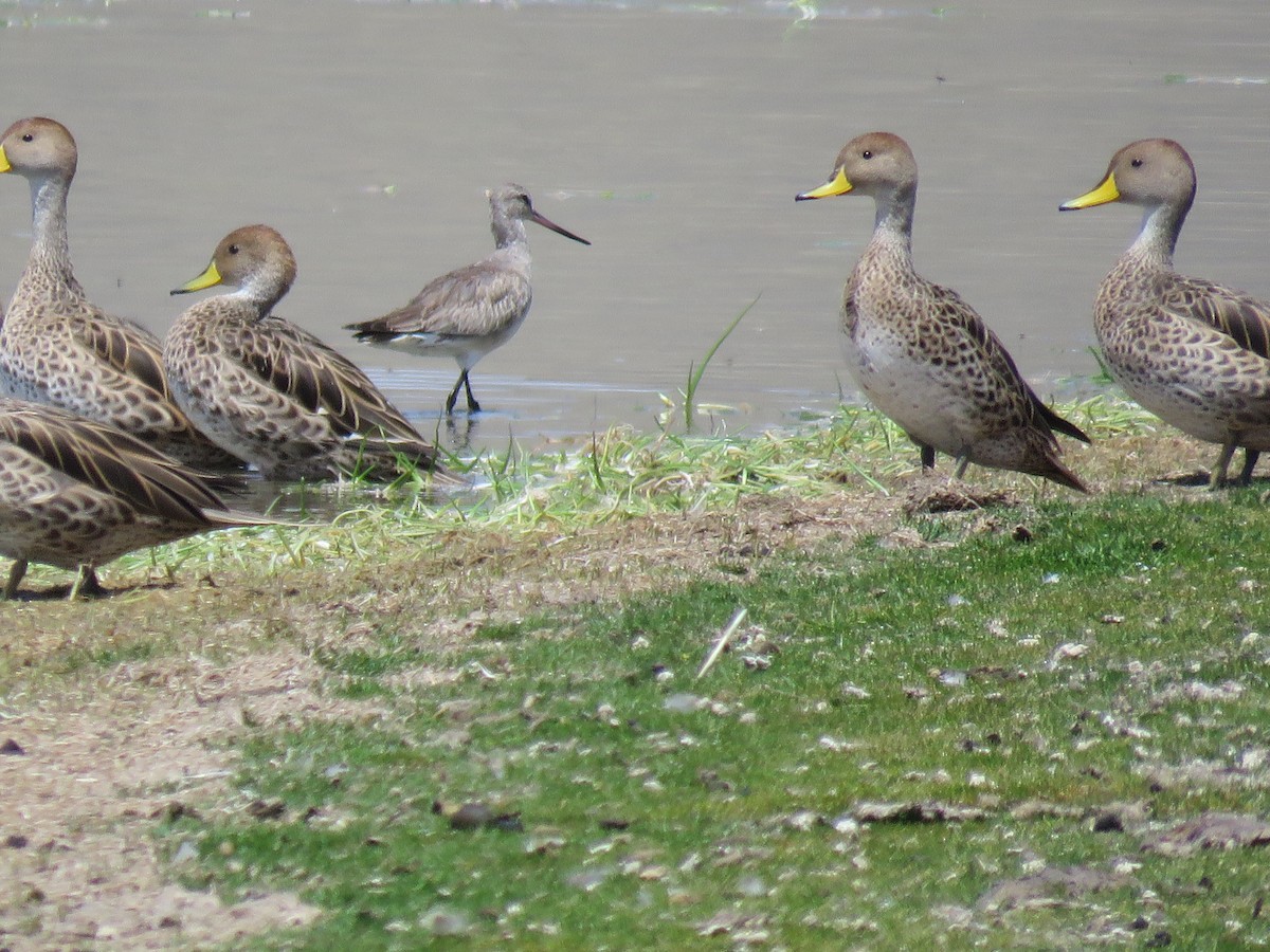 Hudsonian Godwit - ML77634971