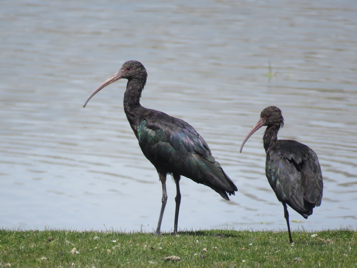 Puna Ibis - ML77635021