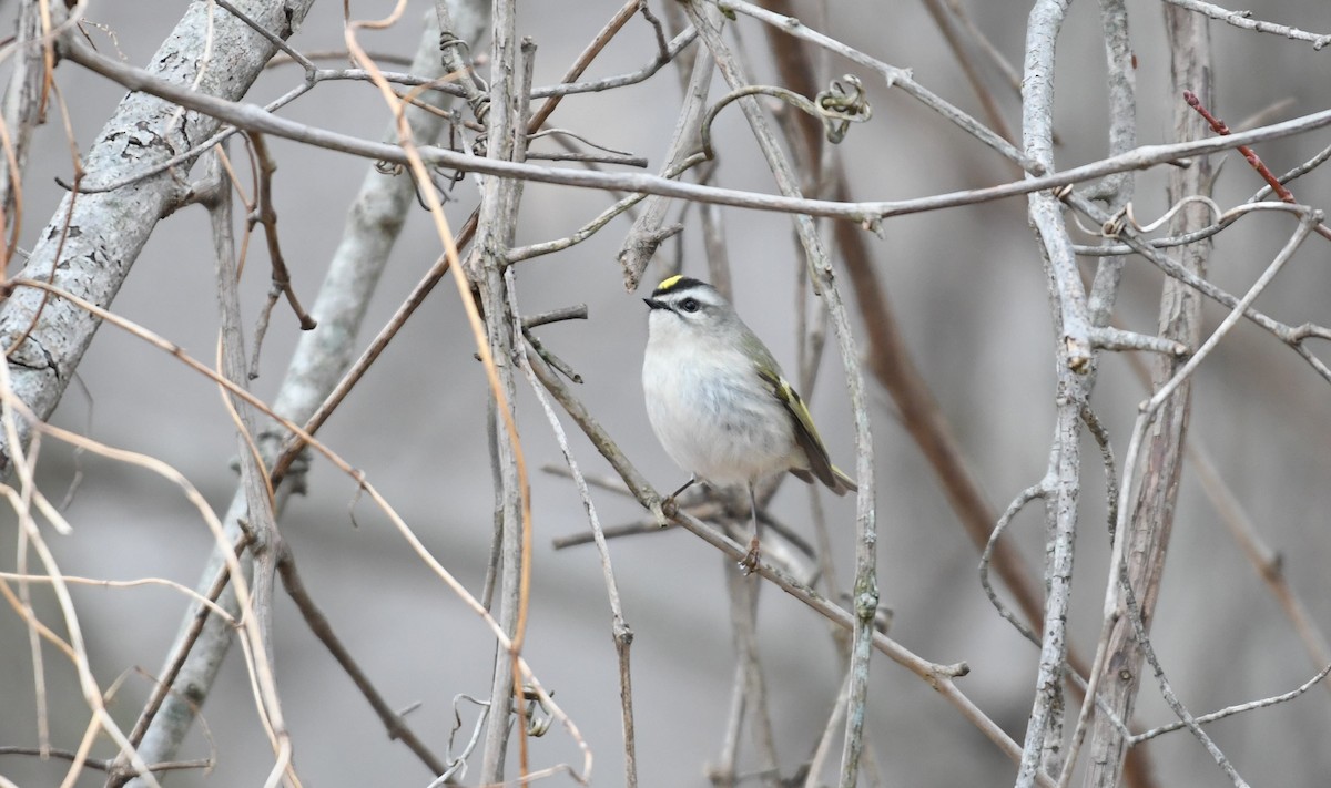 Golden-crowned Kinglet - ML77635161